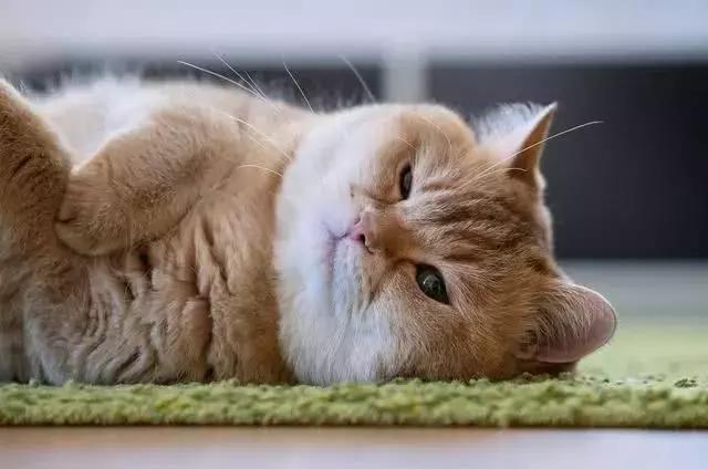 猫咪心脏肥大呼吸急促怎么办,猫咪喘粗气宠物医院有什么方法