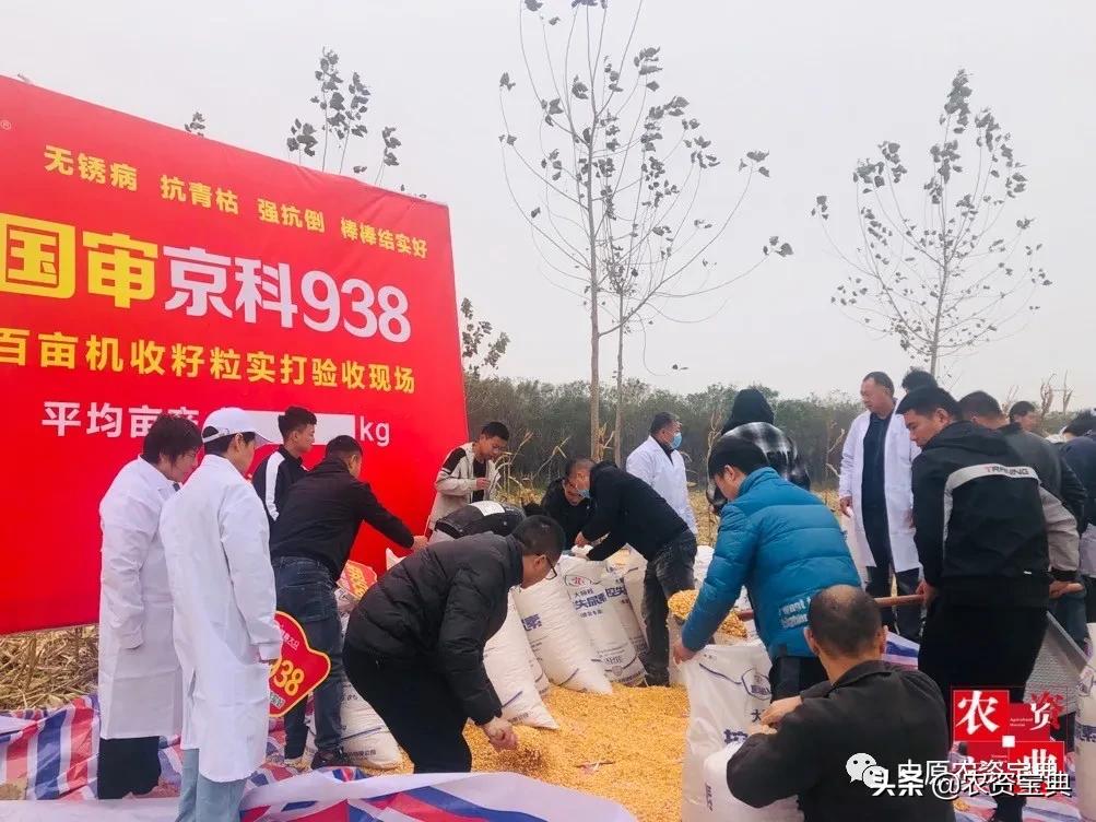 国审玉米种京科938,京科968玉米国审