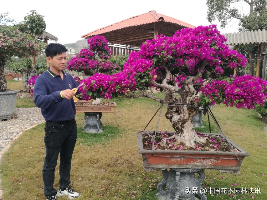 漳州三角梅盆景价格,漳州三角梅盆景市场