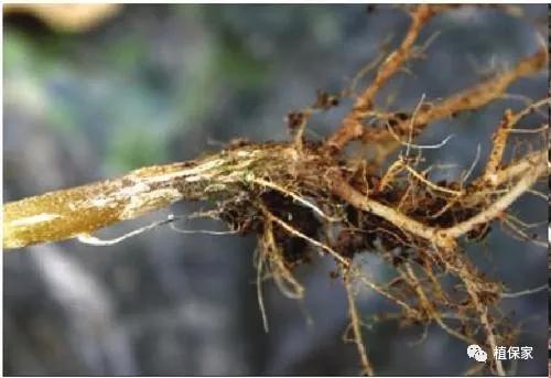 得了根腐病的土如何处理,得了根腐病需要打什么药