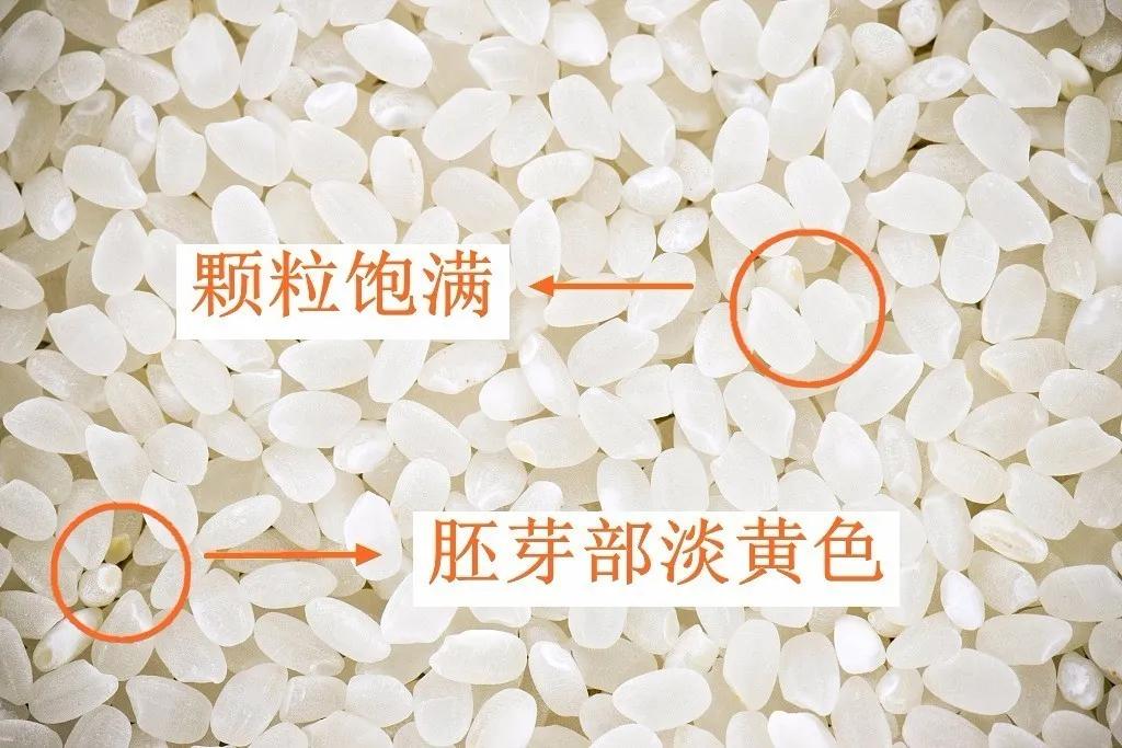 陈米翻新能辨别么,大米陈米怎么辨别