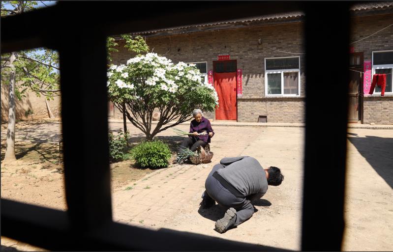 平陆张店白牡丹“梧桐”引“凤”富村民