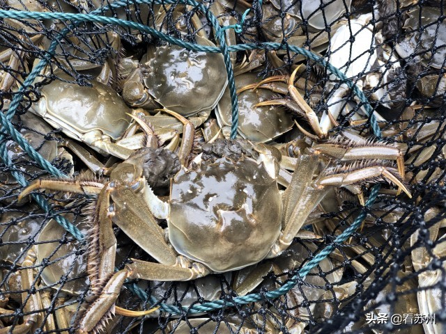 阳澄湖大闸蟹开售,吃货阳澄湖大闸蟹