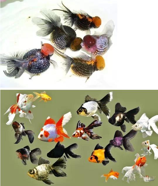 这些五彩斑斓的金鱼养眼又养心,最美的观赏金鱼值得一看