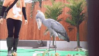 关于动物的10个伪事实你信了吗,关于动物的谣言许多人却深信不疑