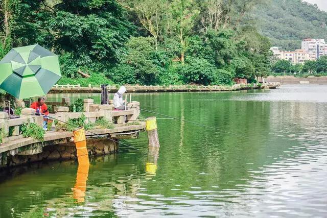 深圳免费公园哪里最好啊,深圳十大免费公园景点大全