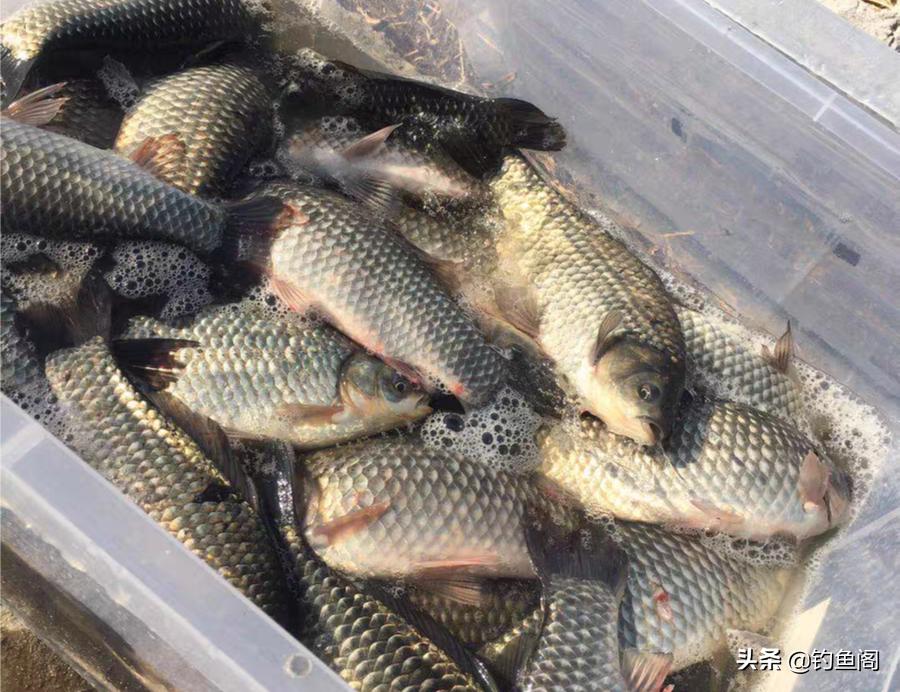 滑口鱼居多的坑怎么钓,滑口鱼口乱用什么浮漂