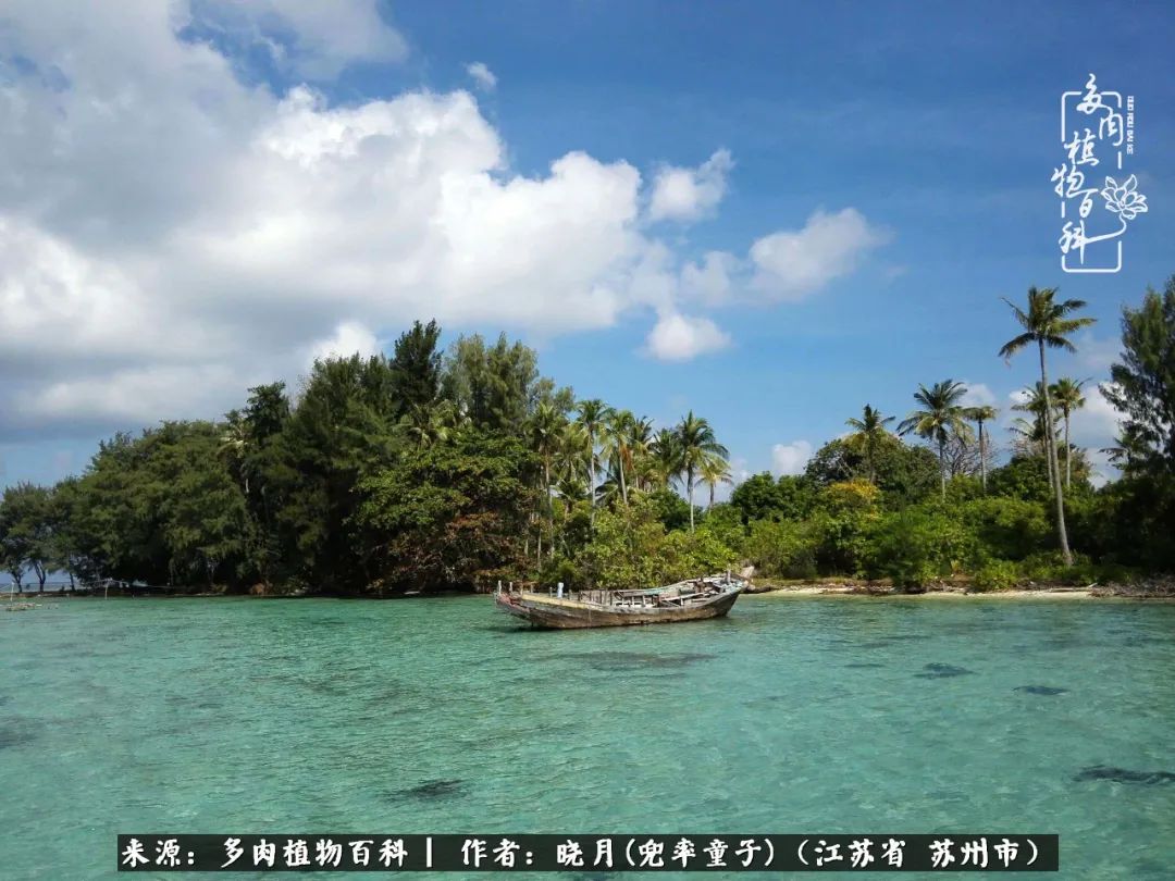 六年时间环游22个国家,却被多肉小萌物征服