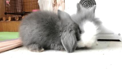 西安有哪些可以撸兔子的店,西安撸兔子的店