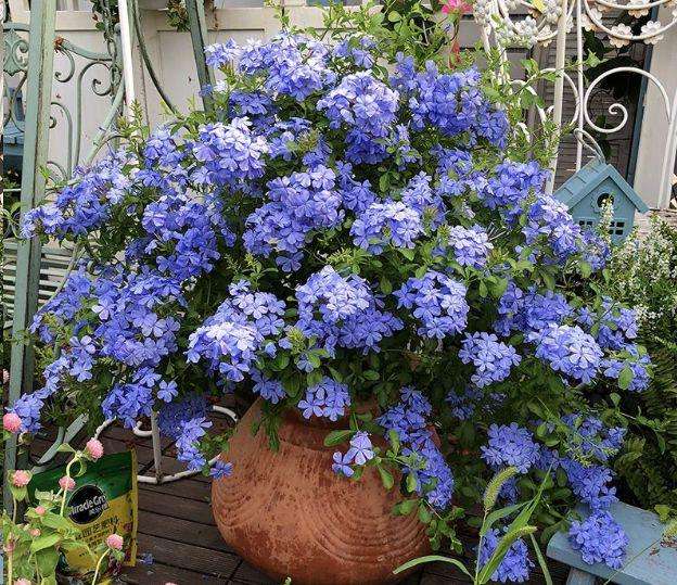 10种易养活的室内植物花,100种家庭花卉种植盆栽大全