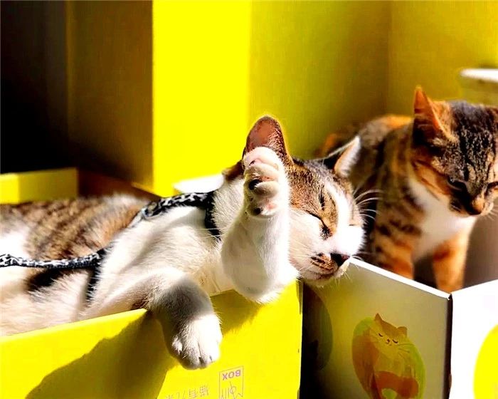 猫薄荷对人有什么影响,猫咪对猫薄荷的影响