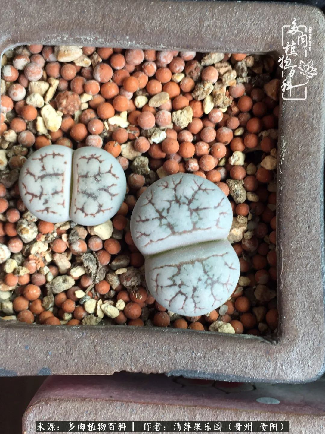 生石花庭院,晶莹剔透的生石花