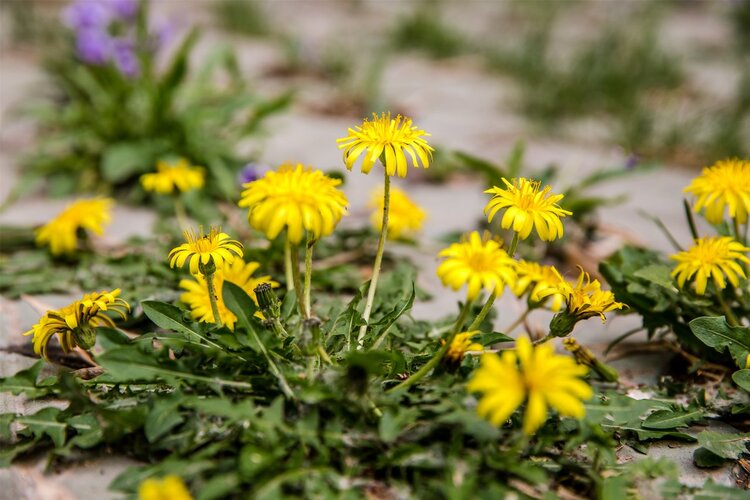 蒲公英功效最强,蒲公英泡水有什么药用价值