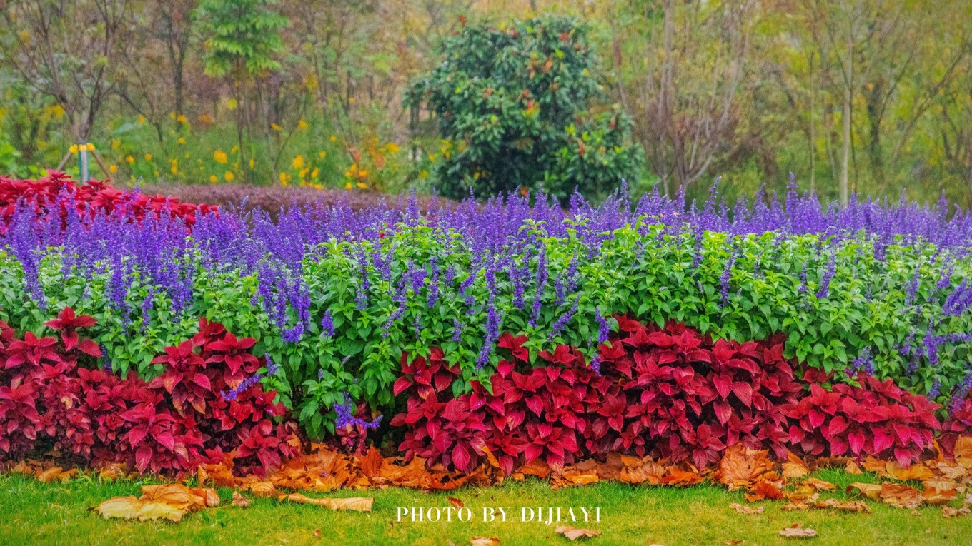 金坛花谷奇缘几月开花,金坛花谷奇缘地图