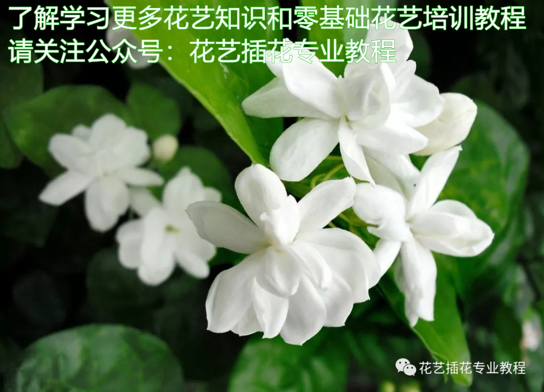 学花艺必备的花语,花艺师要知道的花与花语