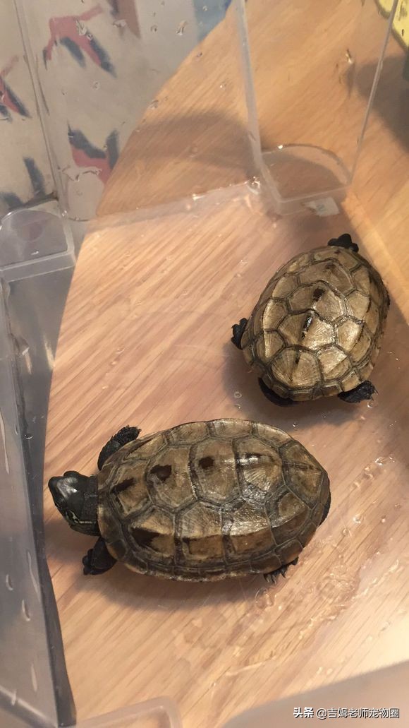 龟友的龟生病了,龟友养龟正确方法