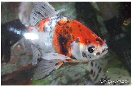 什么观赏鱼好看也好养视频,什么观赏鱼好看又皮实