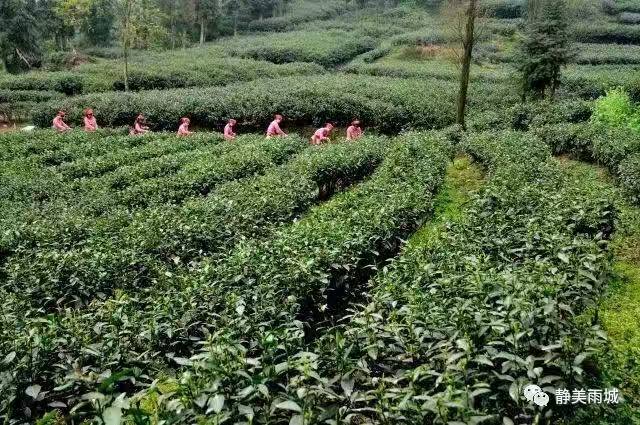 雨城区乡镇名称,雨城区区划
