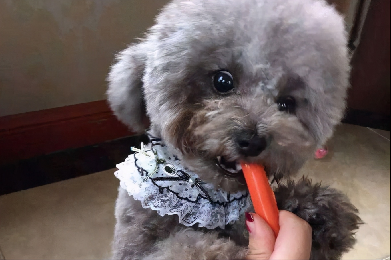 棕色泰迪配什么色泰迪比较好看,泰迪颜色好看排名