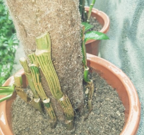 绿萝根部冻伤了怎么补救,绿萝冻伤叶子全部剪掉