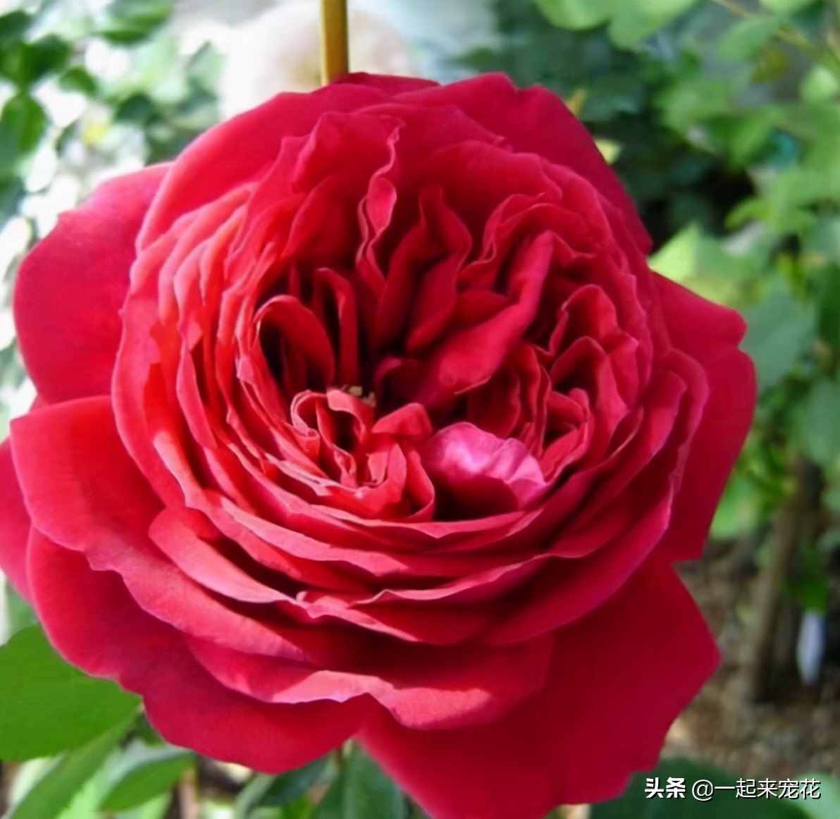 十大公认最好养切花月季,月季盆栽皮实好养的品种排名