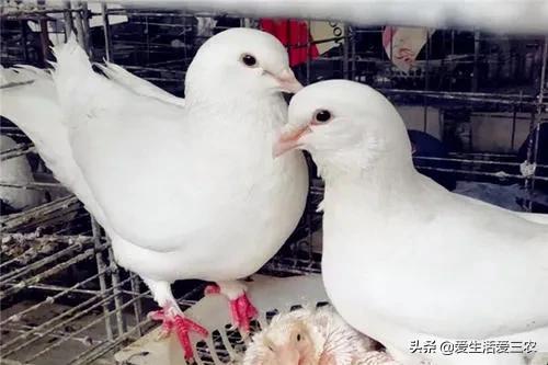 比较靠谱的养殖项目,现在最好的养殖品种有哪些