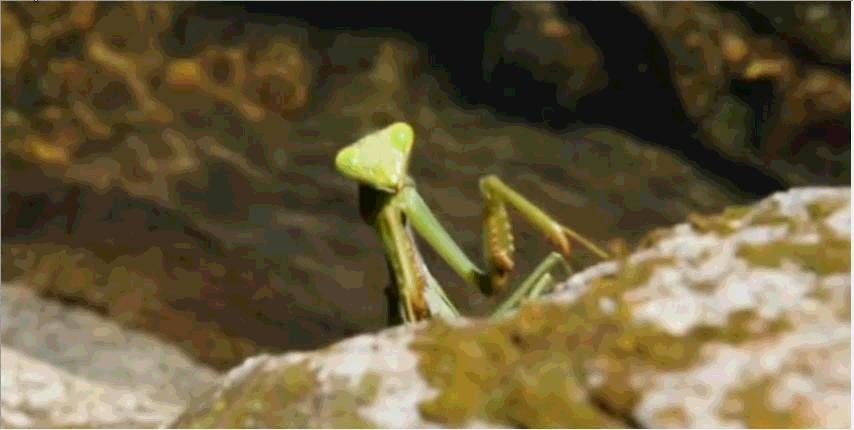 铁线虫寄生人类之后会发生什么,世界上最恐怖的虫子铁线虫