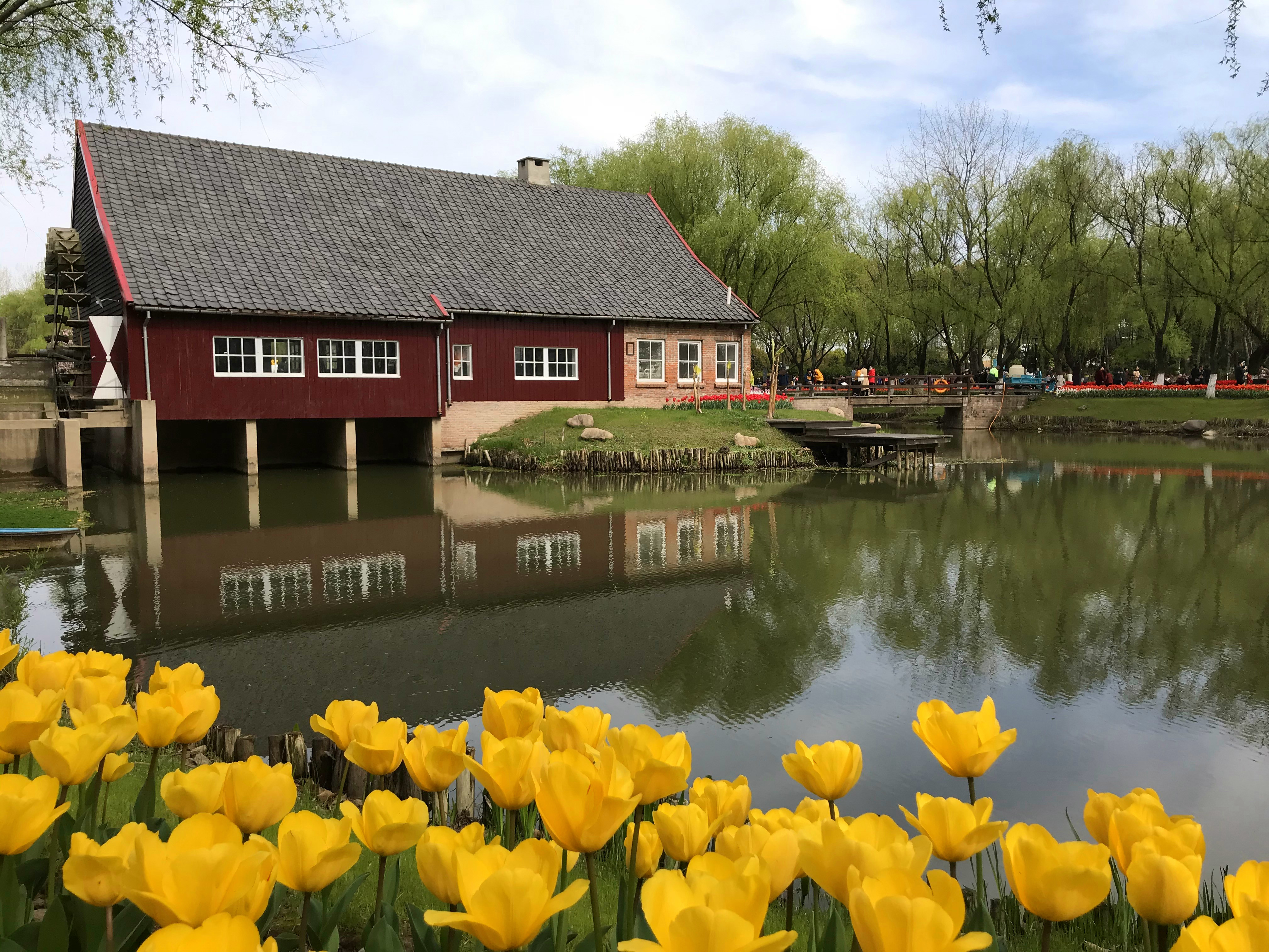 荷兰风情花园,南京绿博园的美丽