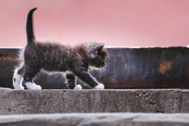 eos200d第一代拍照,eos200dii视频