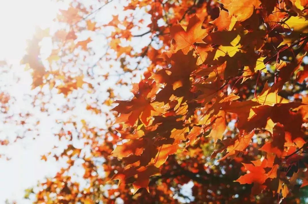 苏炳添,通辽欢迎你!吴智强,快带苏炳添回家