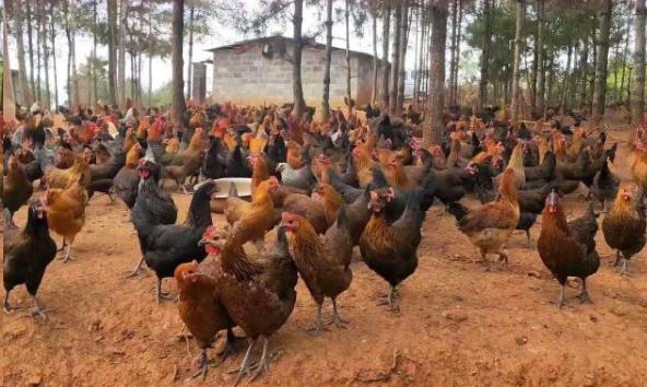 鸡的啄癖病如何治疗,鸡啄癖现象