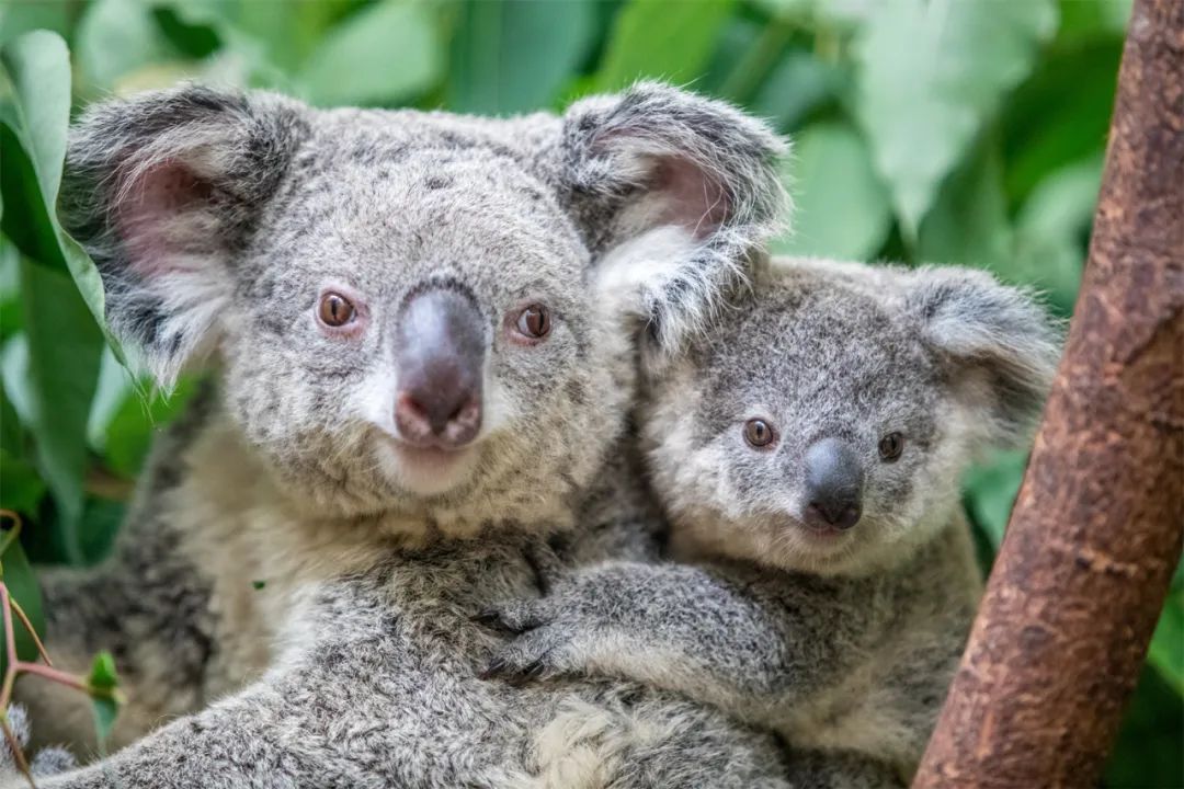 广州长隆野生动物世界附近的酒店,广州长隆酒店福利待遇