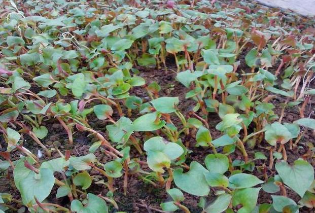 深山溪水野生鱼,农村老家小溪河野生鱼