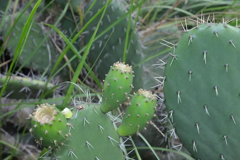 多肉植物科普讲解,林草科普活动方案