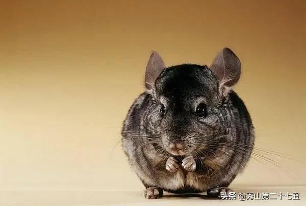 仓鼠最适合新手饲养的排名,仓鼠饲养新手入门教学