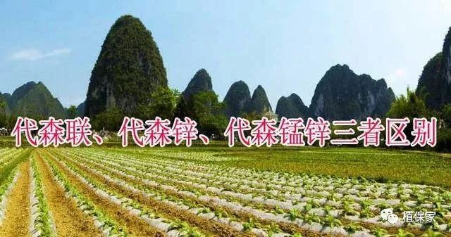 代森联和代森锰锌哪个好,代森联与代森锰锌作用一样吗