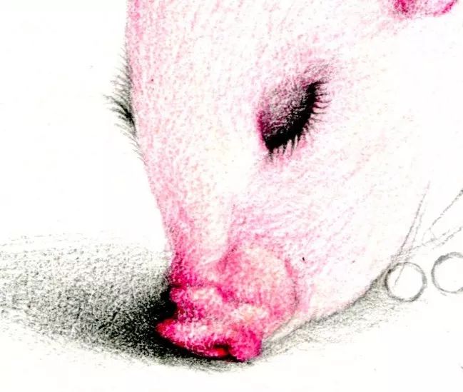 猪年画猪,猪年怎么画