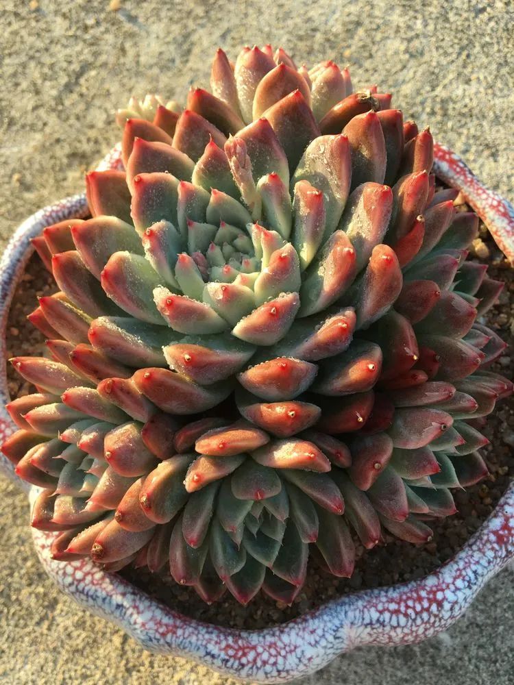 五颜六色的透明多肉,颜色超好看的多肉