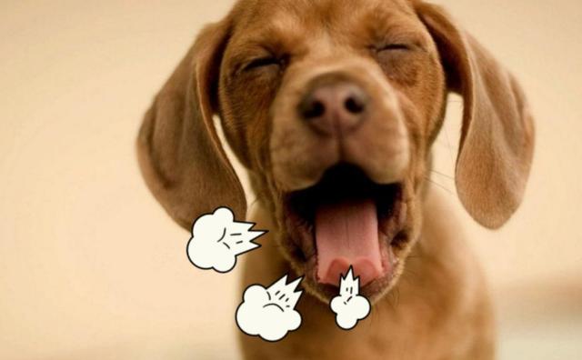 狗狗不爱刷牙有口臭怎么办,两个月的狗狗有口臭怎么办