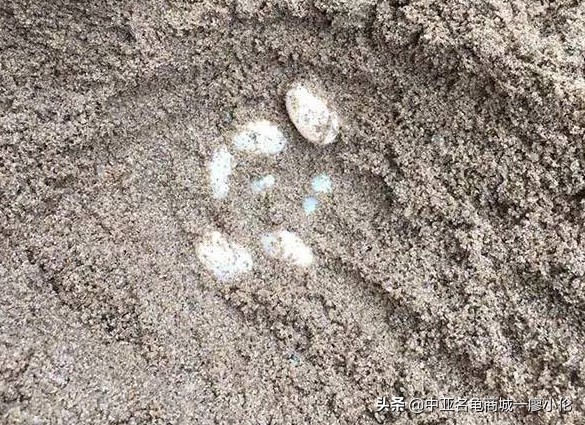 乌龟蛋孵化前需要注意什么,乌龟蛋孵化后期注意事项