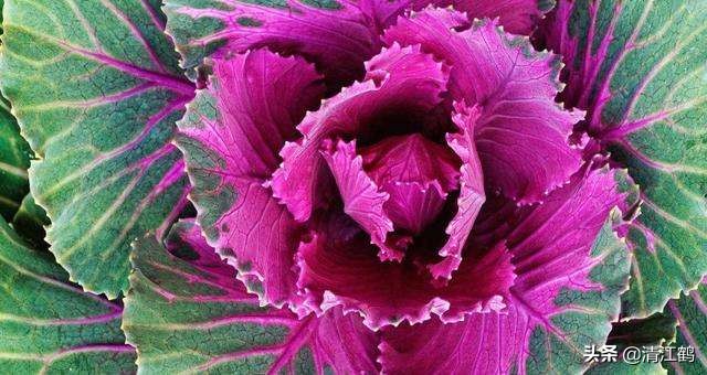 农村末来最有希望的行业有哪些,未来农村前景最好的十个行业