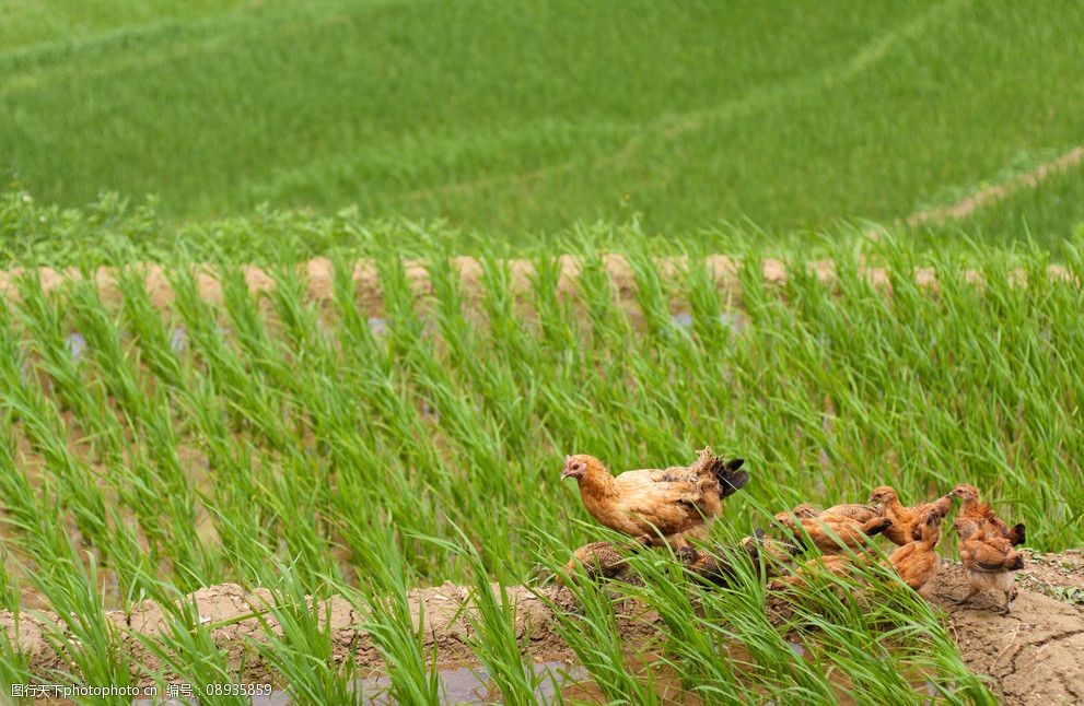 兔子怎么预防大肠杆菌,怎么预防蛋鸡大肠杆菌