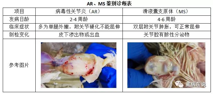 禽病防治抖音,禽疾病防控指南