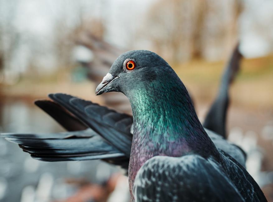 一双魔手把握冠军鸽的特质与才华？哈姆.沃迪维德