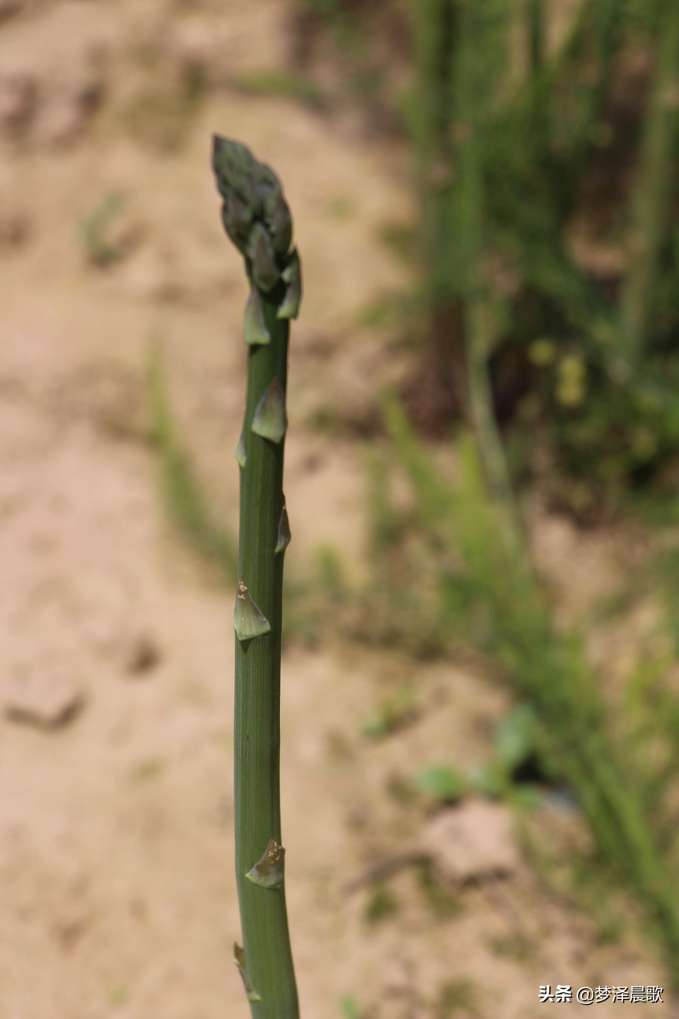 赣州芦笋基地,最新芦笋产业基地