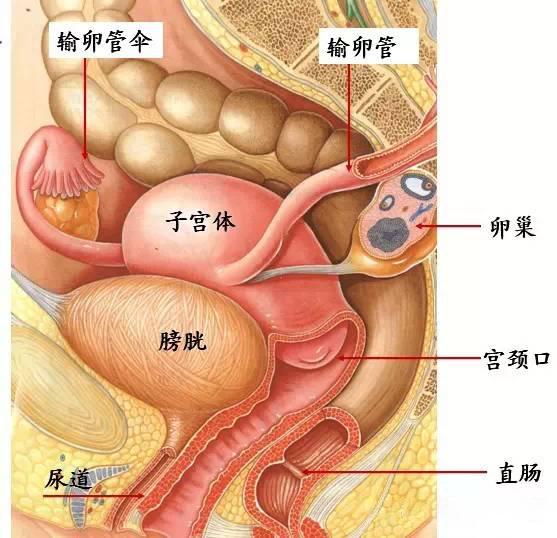 子宫腺肌症肛门坠胀怎么治疗,子宫腺肌病肛门坠胀怎么治疗
