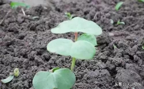 刚长出的苗蔫了怎么办,刚出苗就死苗怎么回事