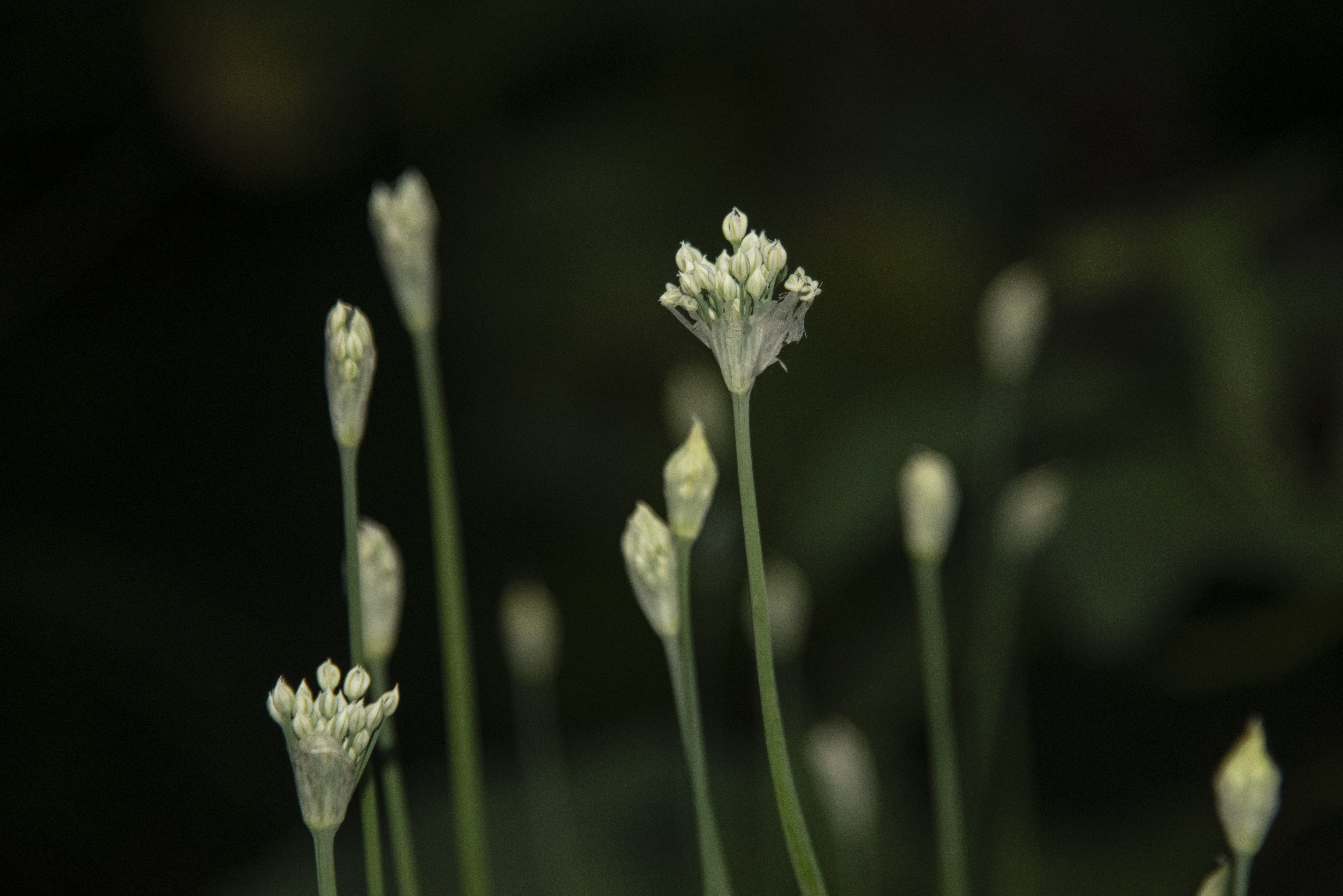 内置闪光灯和外置闪光灯拍摄效果,摄影中的闪光灯怎么玩