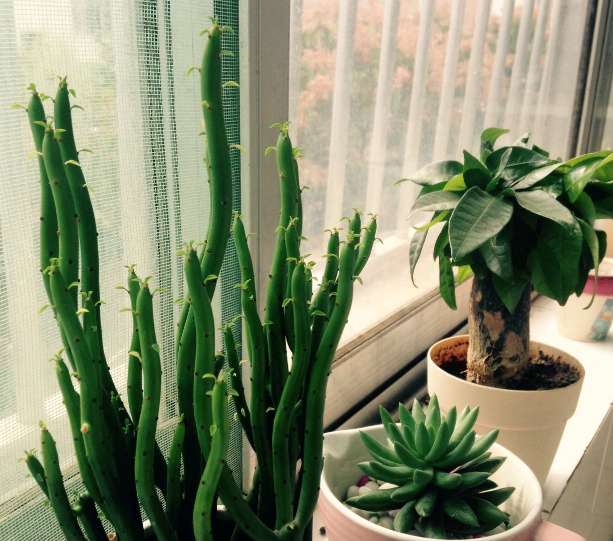 光棍树为什么总是蔫,光棍树养家里的危害