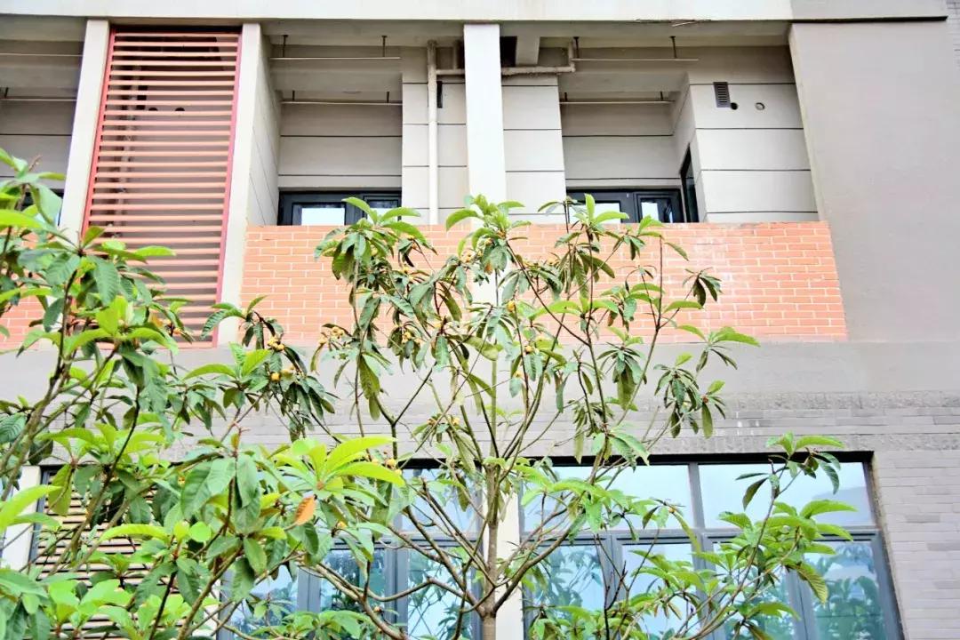 武汉最近哪所大学要搬新校区,武汉重点高中新校区